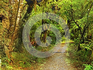 Jungle trail green tropical rainforest