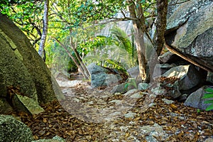 Jungle trail on La Digue island, Seychelles