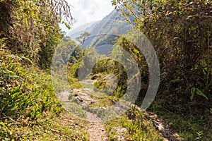 Jungle trail mountains, El Choro trek, Bolivia.