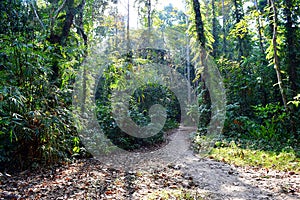 Jungle Trail - Path through Green Trees - Tropical Forest in Andaman Nicobar Islands, India