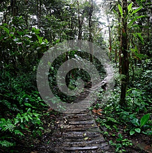 Jungle trail winding trough the Amazon rain forest of Colombia