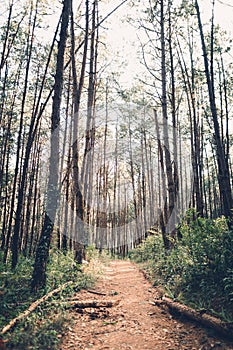 In the jungle travel Evening forest