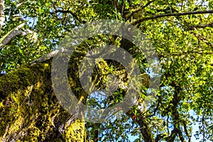 Jungle tree canopy