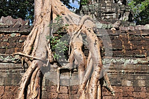 Jungle tree covering the stones of the temple of Ta Prohm in Angkor Wat, Siem Reap, Cambodia