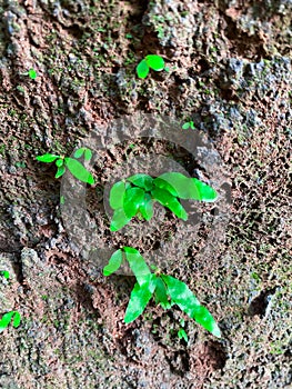 jungle tree microgramma attached to a tree
