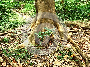 Jungle tree roots