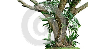 Jungle tree trunk with climbing Monstera Monstera deliciosa, birdâ€™s nest fern, philodendron and forest orchid green leaves