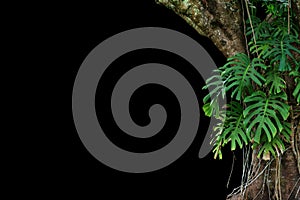 Jungle tree trunk with climbing Monstera Monstera deliciosa the tropical foliage plant growing in wild isolated on black