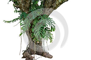 Jungle tree trunk with tropical foliage plants, climbing Monster