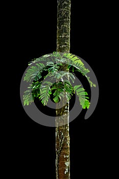 Jungle tree trunk with tropical foliage plants, climbing Monstera Monstera deliciosa and forest orchid green leaves growing