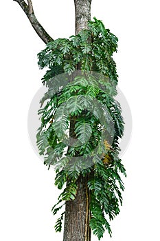 Jungle tree trunk with tropical foliage plants, climbing Monstera Monstera deliciosa and forest orchid green leaves growing in w