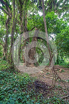 Jungle tree vines