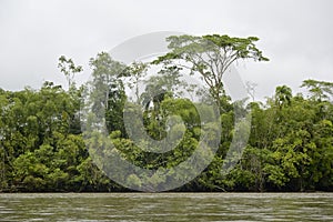Jungle trees along the bank of the Rio Napo, Orellana photo