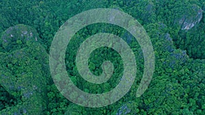 Jungle, trees and drone in nature with woods, environment and landscape with bush, plants or earth. Green, countryside