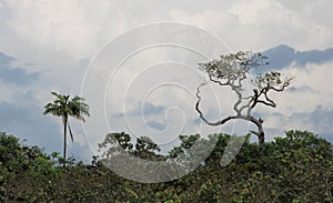 Jungle Trees at Tayrona National Park, Colombia photo