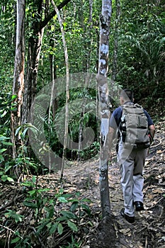 Jungle Trekking