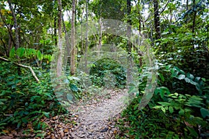 Jungle trekking on Koh Kradan