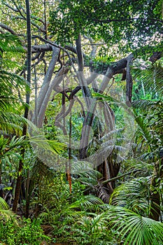 Jungle vegetation on Lord Howe Island, Australia