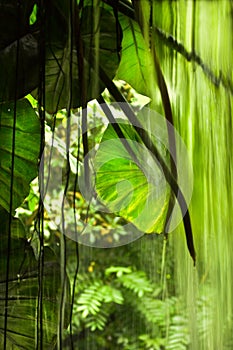 Jungle view, big leaves and falling