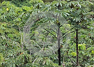 Jungle view with cecropia trees in Caracas Venezuela