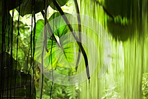 Jungle view leaves and waterfall