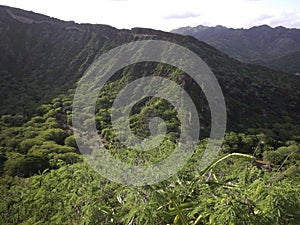 Jungle view on Oahu, Hawaii photo