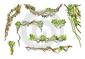 Jungle vine branches. Cartoon hanging liana plants. Jungle climbing green plant vector collection photo