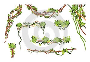 Jungle vine branches. Cartoon hanging liana plants. Jungle climbing green plant vector collection