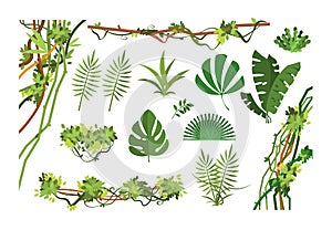 Jungle vine. Cartoon rainforest leaves and liana overgrown plants. Isolated vector set