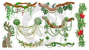 Jungle vines. Tropical tree branches with hanging liana ropes, green moss, exotic plant leaves and flower. Rainforest