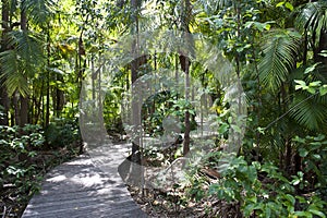 Jungle walking path, Australia