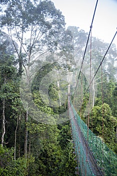 Jungle Walkway through Cloudforest photo