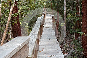 Jungle walkway into the parrot preserve