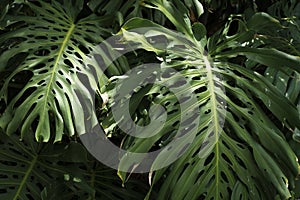 Jungle wall background. Green tropical palm leaves with monstera foliage forest.
