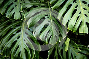 Jungle wall background. Green tropical palm leaves with monstera foliage forest.