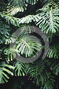 Jungle wall background. Green tropical palm leaves with monstera foliage forest.