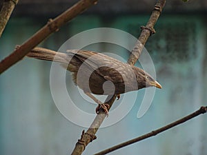 Jungle warblers are gregarious birds calling all other birds for food 11