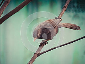 Jungle warblers are gregarious birds calling all other birds for food 2