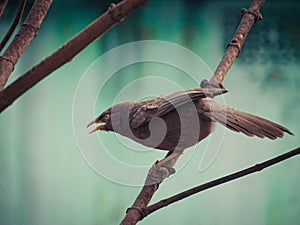 Jungle warblers are gregarious birds calling all other birds for food 4