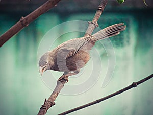 Jungle warblers are gregarious birds calling all other birds for food 8