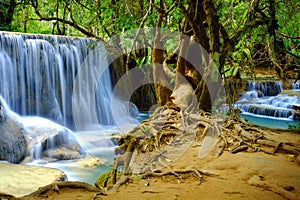 Jungle waterfall and ancient tree with prominent roots in Kuang Si near Luang Prabang in Laos, Southeast Asia.