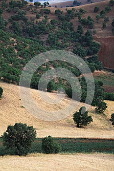 Jungle in the West Of Iran