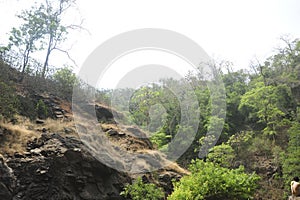 Jungle in Western Ghats in India