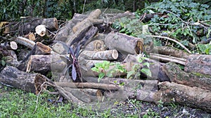 Jungle woodblock, otherwise called hardwoods. photo