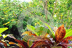 Jungle Yucatan Mexico Central America