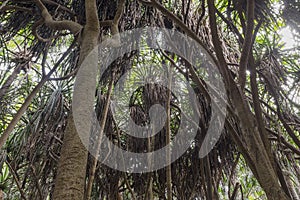 Jungle in Zanzibar photo