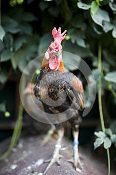 Junglefowl on green nature background. Rooster standing in the garden on the farm. Proud fighting cock. Beautifully colored chicke