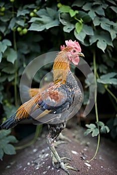 Junglefowl on green nature background. Rooster standing in the garden on the farm. Proud fighting cock. Beautifully colored chicke