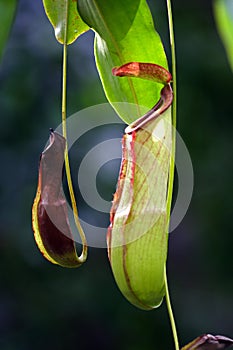 Jungles Flower