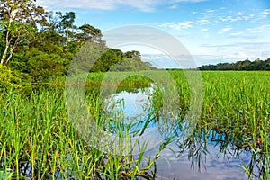 Jungles Grasses in the Amazon